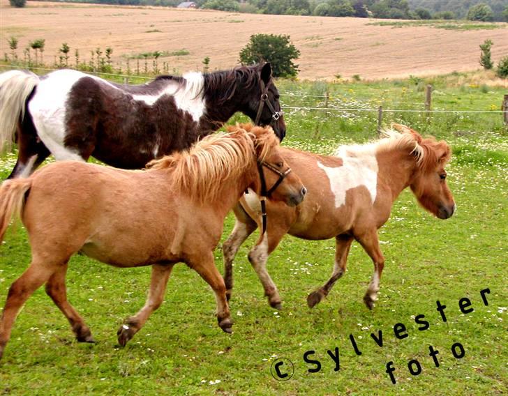 Dansk Miniature Vandstedlunds Antica billede 12