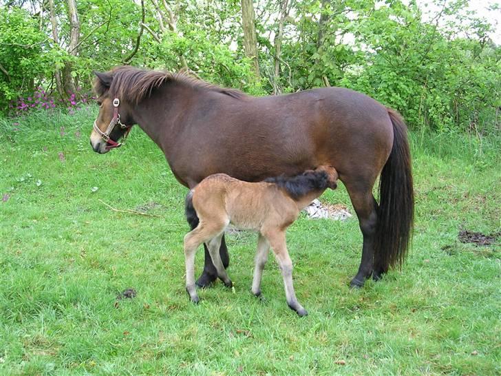 Islænder Glòa fra Krøjgård R.I.P. - Her er Glòa med sit lille føl Gandur billede 1