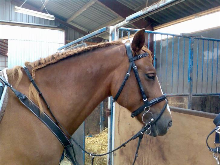 Welsh Cob (sec D) Nikolaj - Nikolaj med flettet man, den er efterhånden ret lang... Foto taget den 14/7-07 billede 14