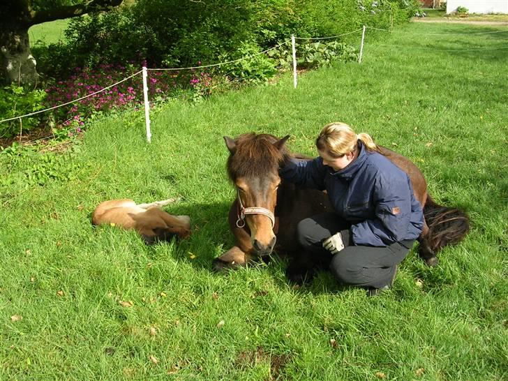 Islænder Glòa fra Krøjgård R.I.P. - Her hygger vi lige alle sammen billede 3
