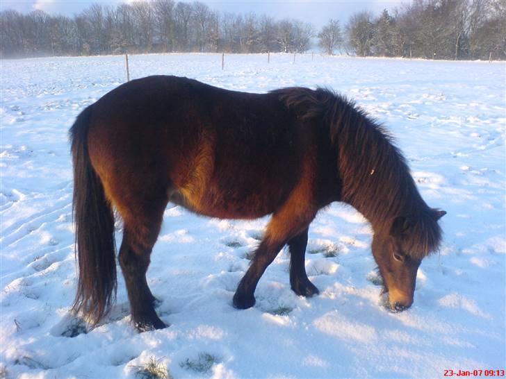 Islænder Glòa fra Krøjgård R.I.P. - Det er ikke nem med alt det sne men jeg fryser bare ikke hehe billede 5