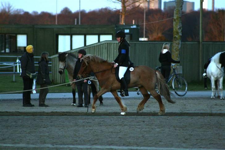 Islænder Tímon fra Korshøje  - Trav i 4.3 til Bededagsstævnet 08. Foto: Stutteri Munkhøj billede 16