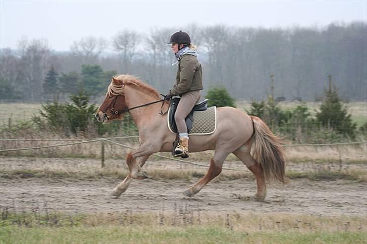 Islænder Tímon fra Korshøje  - Trav januar 08. Foto: Vanessa Dreisig billede 17