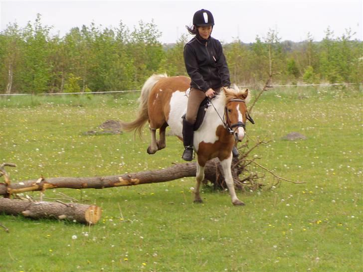 Anden særlig race Bess (gammel part) <3 - Træstamme på marken. Spring :D  billede 3