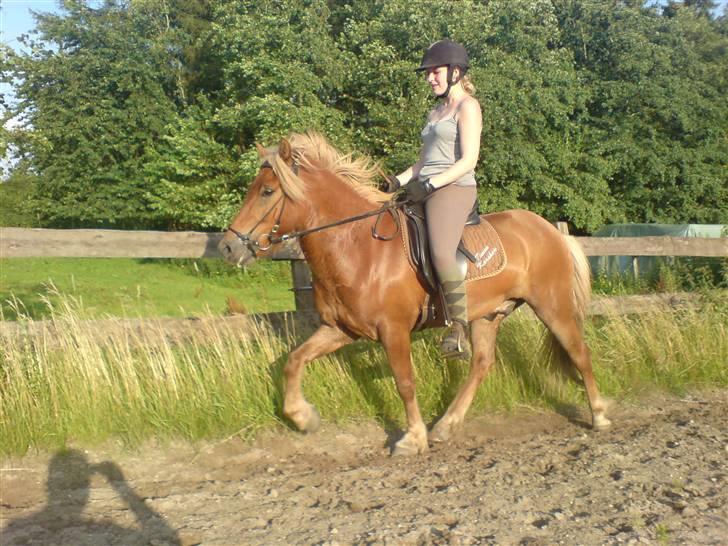 Islænder Tímon fra Korshøje  - Tølt juli 07. Foto: Martin Daltoft billede 18