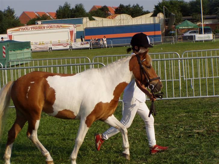 Anden særlig race Bess (gammel part) <3 - Til børnedyrskuet i Varde 2007 :D billede 7