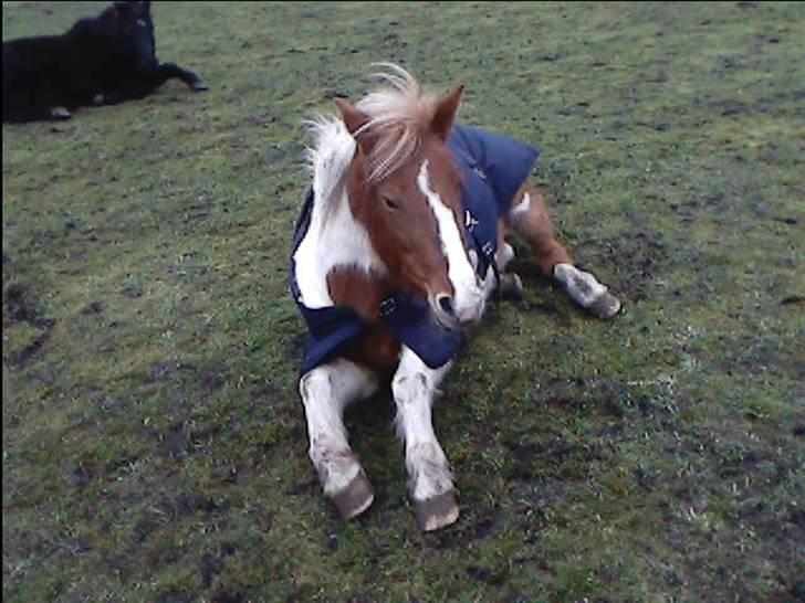 Anden særlig race Bess (gammel part) <3 - BamsehesteBess. Ligger ned på marken :D billede 9