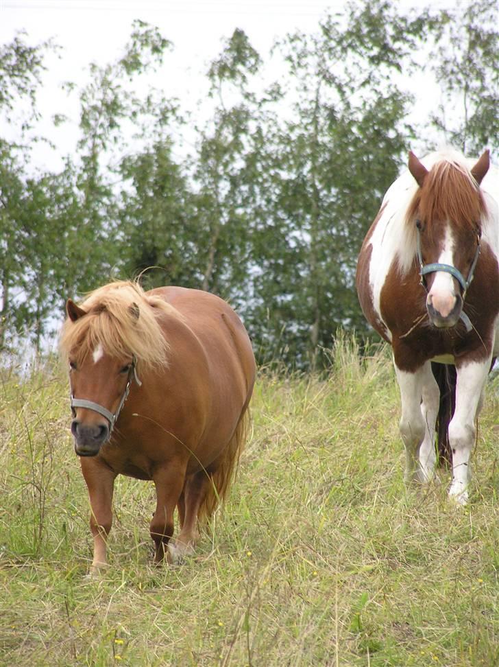 Shetlænder Becca R.I.P :'( - Becca og Cirke ned over marken billede 16
