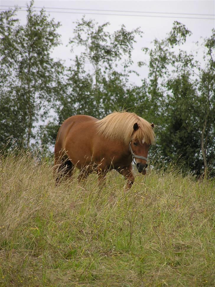 Shetlænder Becca R.I.P :'( - becca på folden... er det fotografen hun rækker tunge af ? :P billede 17
