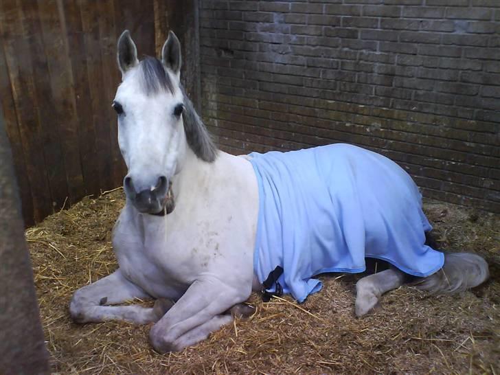 Anden særlig race P. Webster - webber ta´r sig lige en morfar:) billede 1