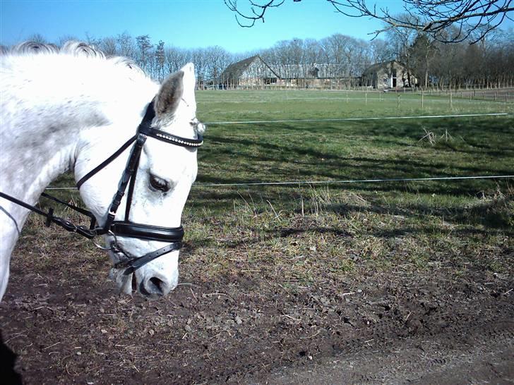 Anden særlig race P. Webster - webber til stævne billede 2
