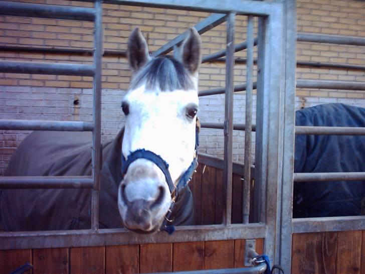 Anden særlig race P. Webster - en kold vinter dag. billede 3