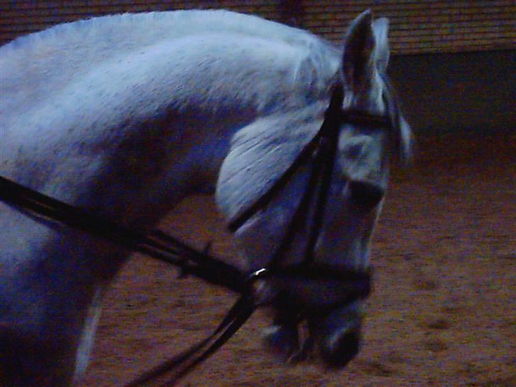 Anden særlig race P. Webster billede 4