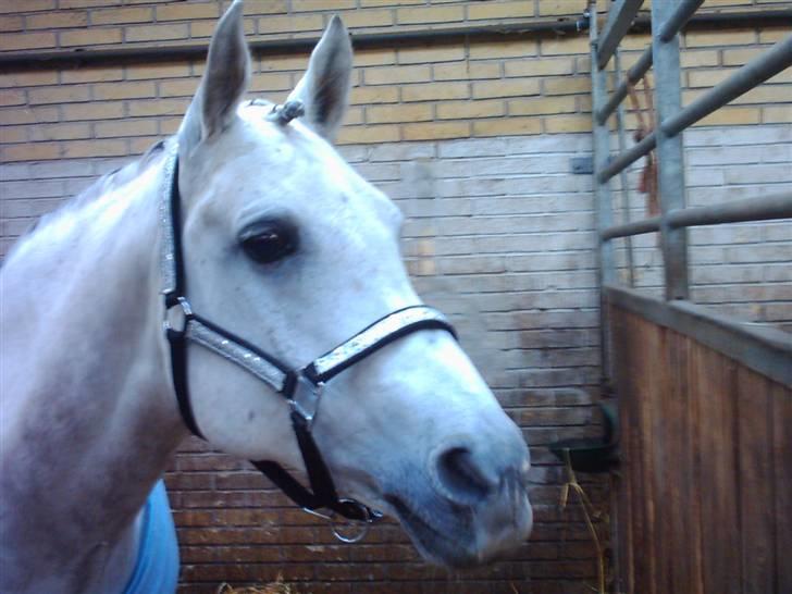 Anden særlig race P. Webster - klar til stævne billede 5