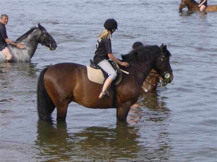 Oldenborg thjalfe*Er solgt* - Så er vi ved stranden =) billede 7