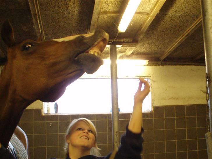 Dansk Varmblod Celina billede 5