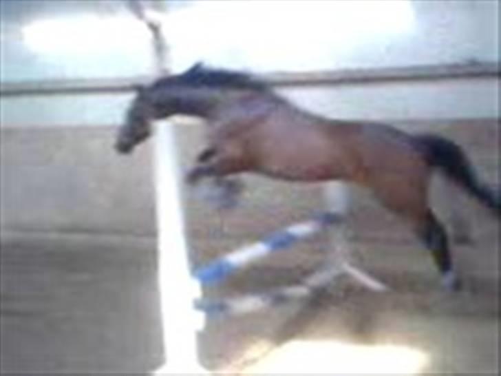 Dansk Varmblod Celina billede 6