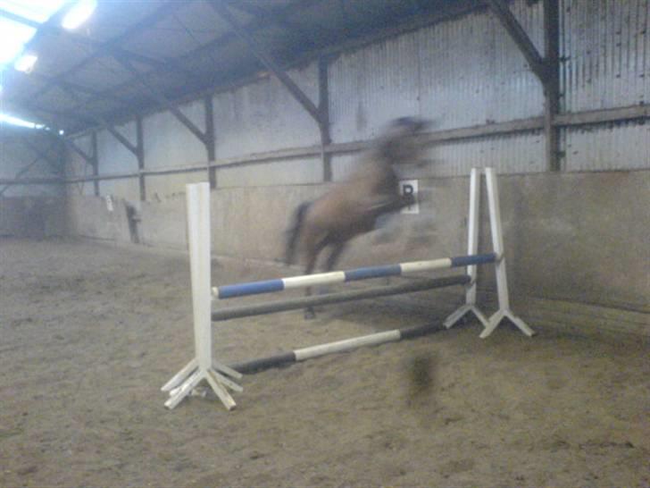 Dansk Varmblod Celina billede 10