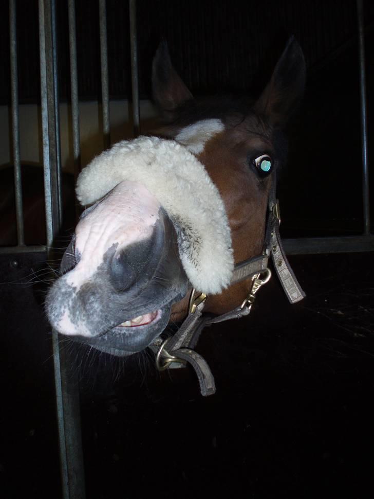 Dansk Varmblod Celina - "Guuuffeeeeeer" :D billede 11