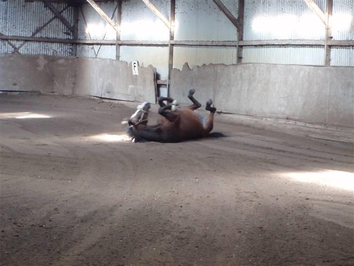 Dansk Varmblod Celina billede 12