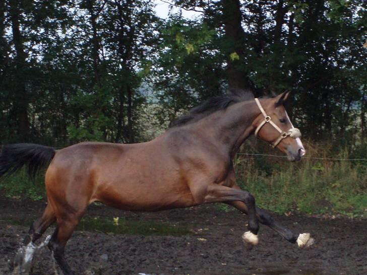 Dansk Varmblod Celina billede 2