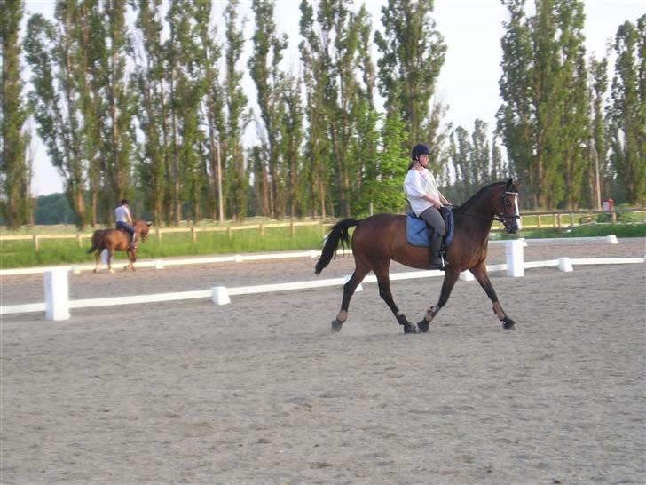 Dansk Varmblod Celina - Dressur på HVR, kort efter vi havde købt hende af rideskolen billede 15