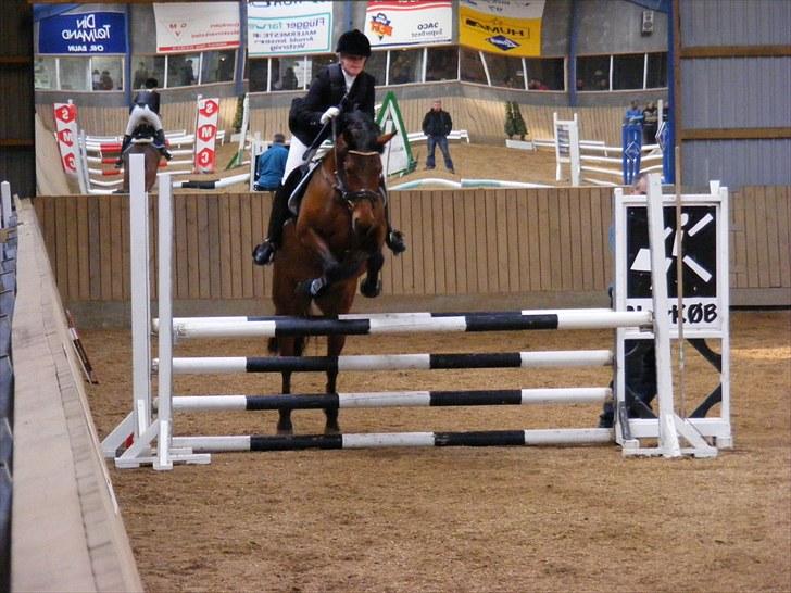 New Forest Tippy  - LD Hest 2010 billede 8