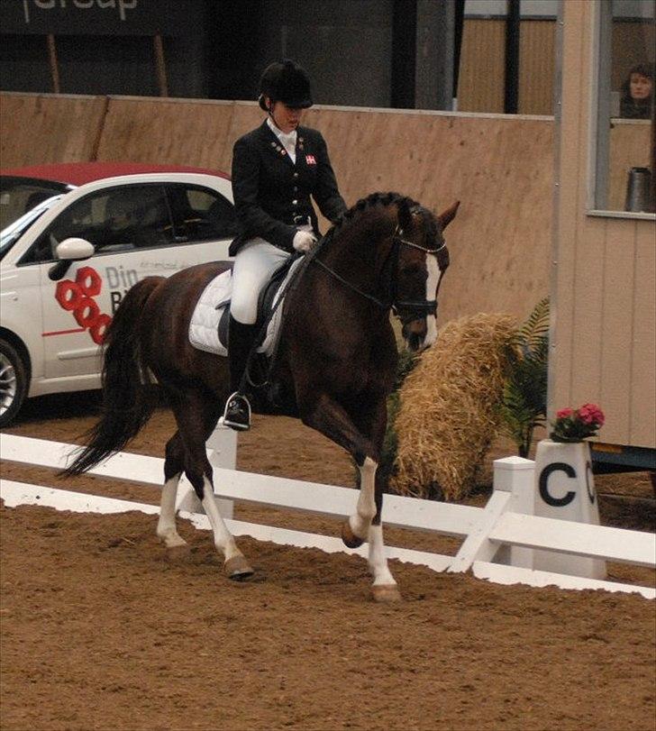 DSP Vasehøjs Kashi *A-Pony* - Hedensted landsstævne 2010 - sidste ponystævne billede 8