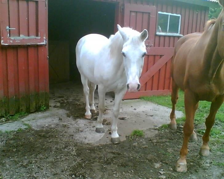 Connemara twiggi munkholm - sommer 2007. 28 år gammel, hva´ siger i så? holder han sig ikke godt? :´D billede 15