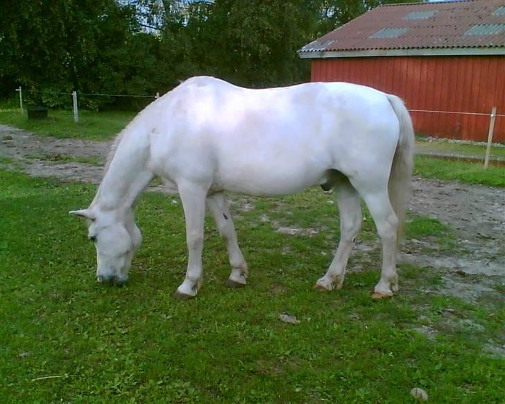 Connemara twiggi munkholm billede 16