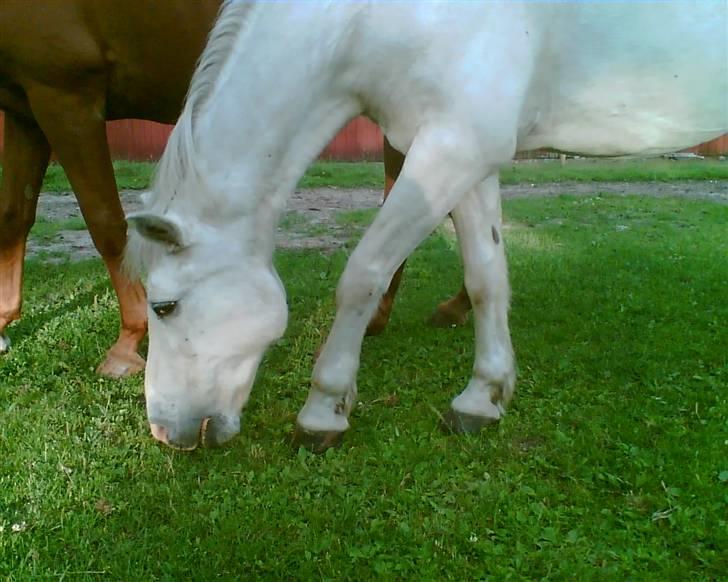 Connemara twiggi munkholm - sommer 2007. 28 år gammel, hva´ siger i så? holder han sig ikke godt? :´D billede 18