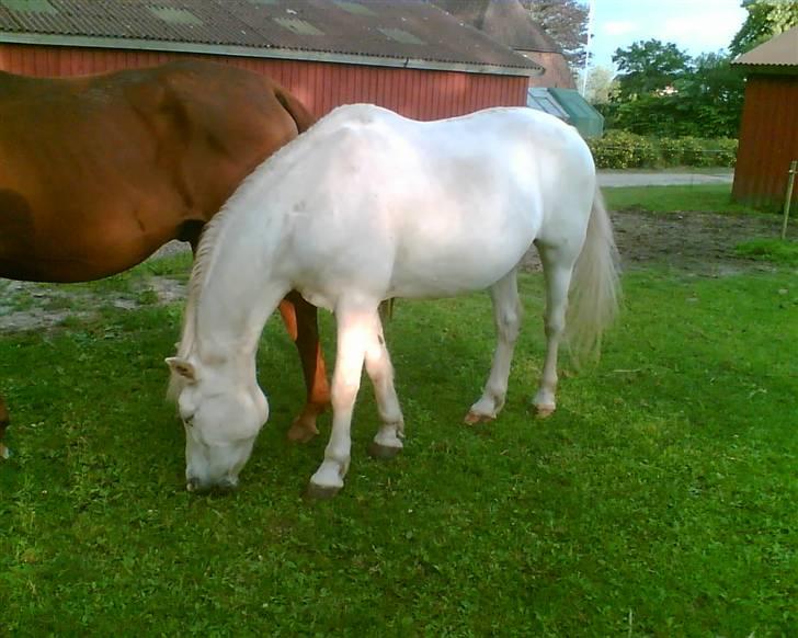 Connemara twiggi munkholm billede 19