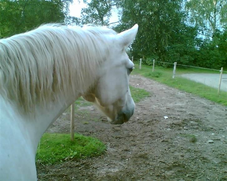 Connemara twiggi munkholm billede 20