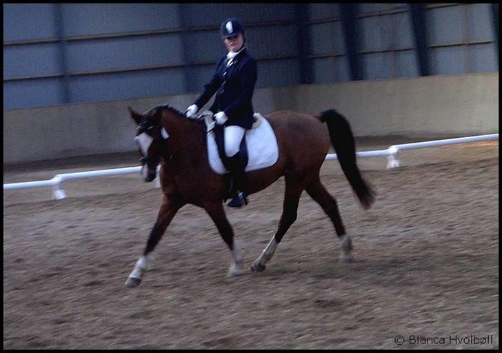 Anden særlig race Prins Ali *RIP* - HAS. i LA4 <3 Distrektstævne .. billede 4