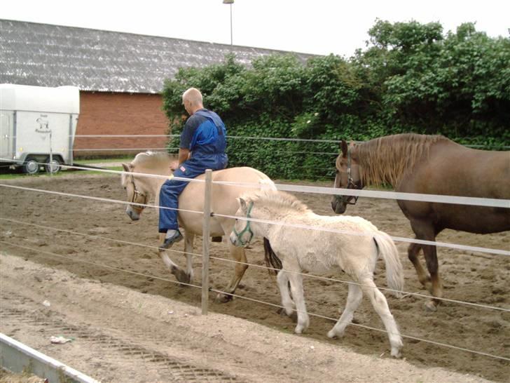 Fjordhest Bella (Død d.19-02 2014) - Første føl Twister billede 14