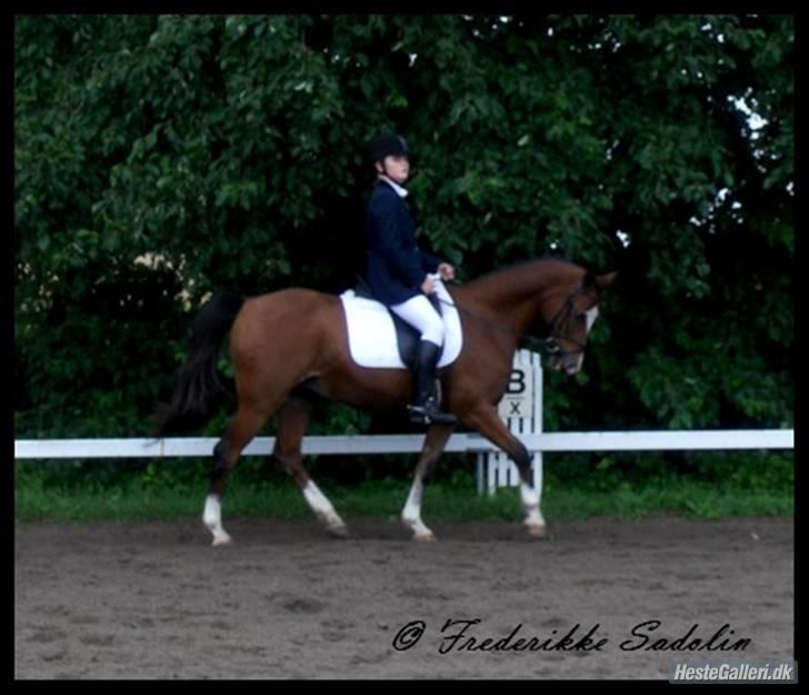 Anden særlig race Prins Ali *RIP* - vores første LA2 vandt med 62%. billede 6