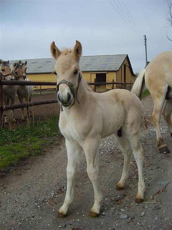 Fjordhest Mosegårdens elegant billede 11