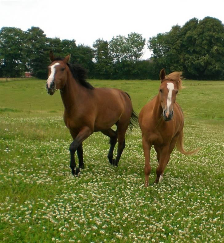 Welsh Pony af Cob-type (sec C) Maceverty ¤Tossen¤ - løber rundt med kanne.. billede 18