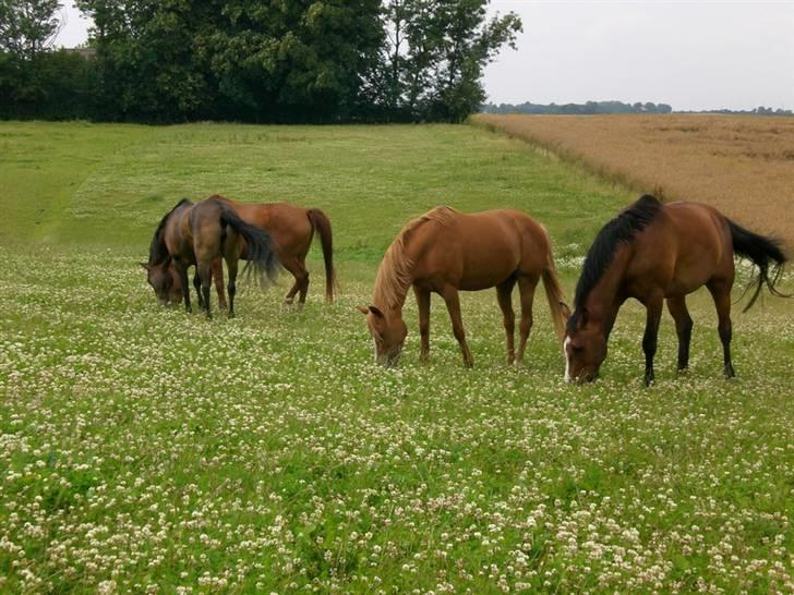 Welsh Pony af Cob-type (sec C) Maceverty ¤Tossen¤ billede 20
