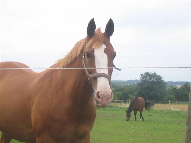 Anden særlig race Samun - Samun i front (han er ren fotogen):P Donna vores lille pony bag ham <33 billede 8