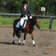 Anden særlig race Bella Donna