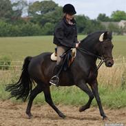 New Forest StaldBakkens IbrahimSOLGT