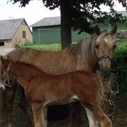 Anden særlig race R.I.P. Blondie ll