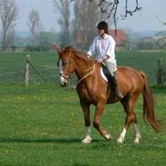 Anden særlig race Leopold