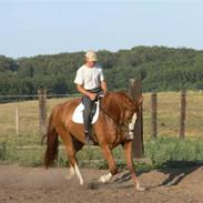 Anden særlig race Leopold