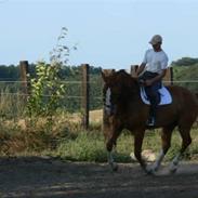 Anden særlig race Leopold