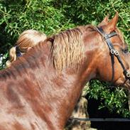 Welsh Pony af Cob-type (sec C) Maylie Selwyn kåret Hings