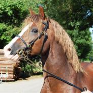 Welsh Pony af Cob-type (sec C) Maylie Selwyn kåret Hings