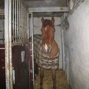 Frederiksborg Ariston Prinz S. Død 31/1