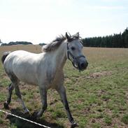 Welsh Pony af Cob-type (sec C) Figo
